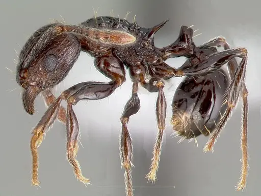 Tetramorium guineense - CASENT0405831