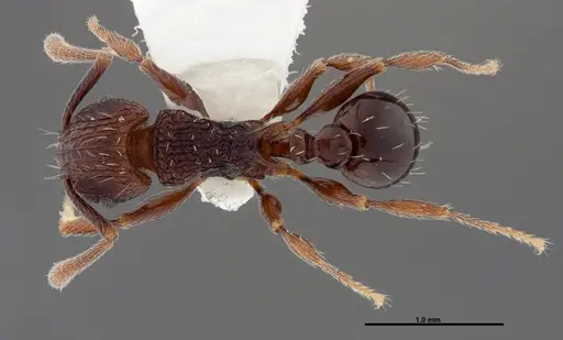 Tetramorium guineense - FMNHINS0000047319