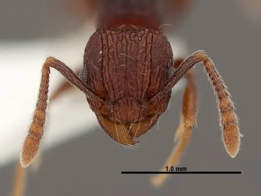 Tetramorium guineense - FMNHINS0000047319