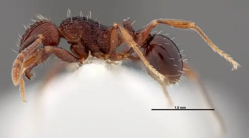 Tetramorium guineense - FMNHINS0000047319