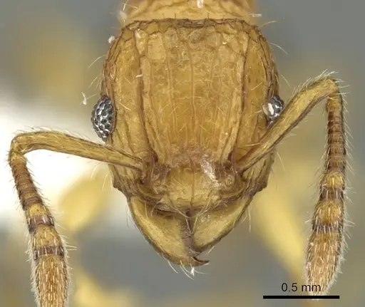 Tetramorium hecate specimen