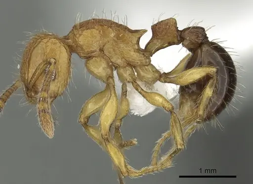 Tetramorium hecate specimen