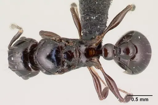 Tetramorium hector specimen