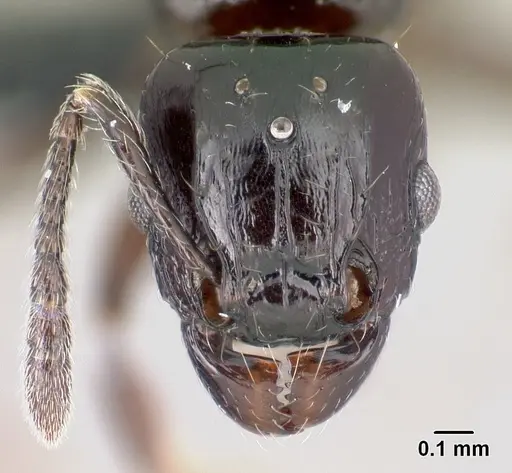 Tetramorium hector specimen