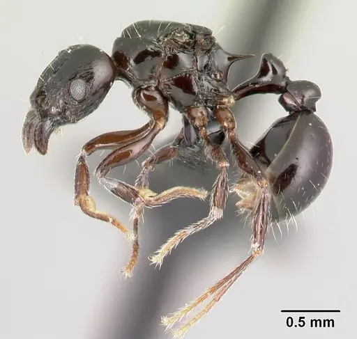 Tetramorium hector specimen