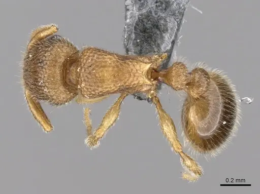 Tetramorium hirsutum specimen
