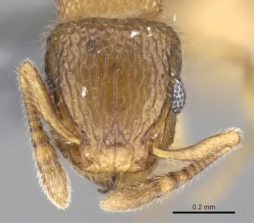 Tetramorium hirsutum specimen