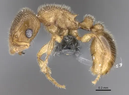 Tetramorium hirsutum specimen