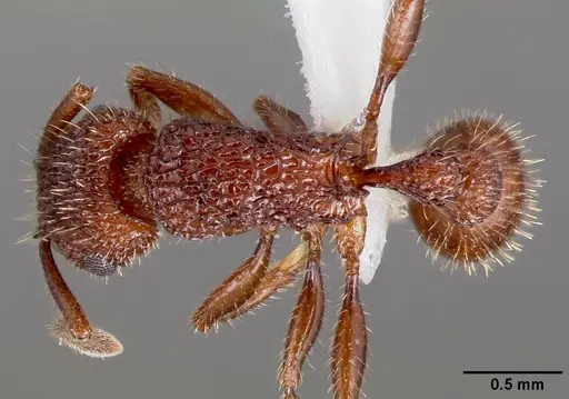 Tetramorium hispidum specimen