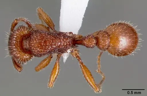 Tetramorium hispidum - CASENT0000323