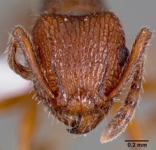 Tetramorium hispidum - CASENT0000323
