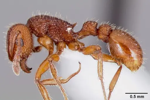 Tetramorium hispidum - CASENT0000323