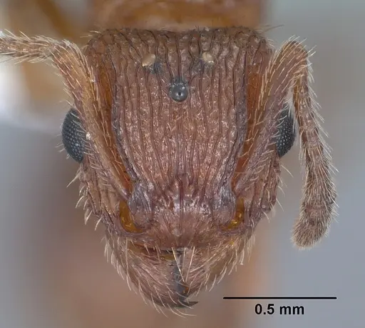 Tetramorium hispidum - CASENT0104471