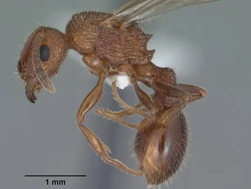 Tetramorium hispidum - CASENT0104471