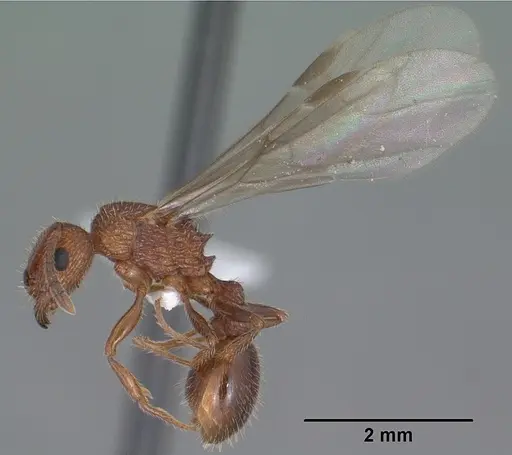 Tetramorium hispidum - CASENT0104471