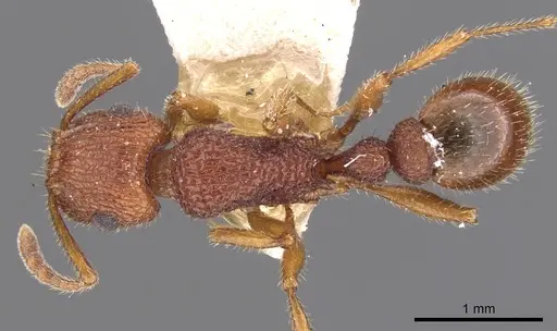 Tetramorium hispidum - CASENT0901049