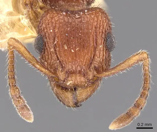 Tetramorium hispidum - CASENT0901049