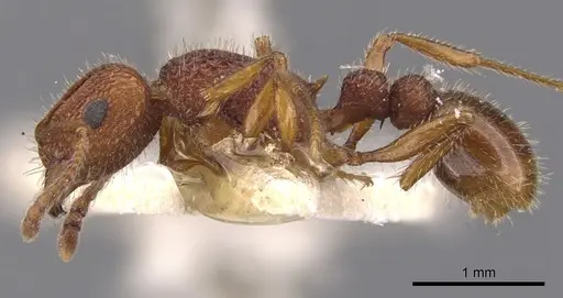 Tetramorium hispidum - CASENT0901049