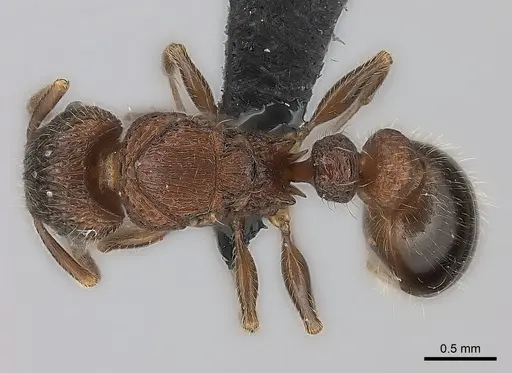 Tetramorium hobbit specimen