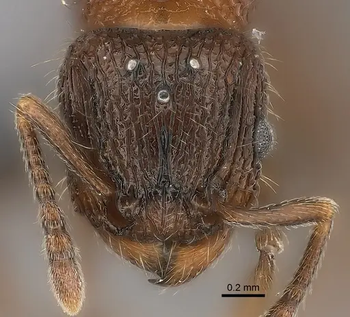 Tetramorium hobbit specimen