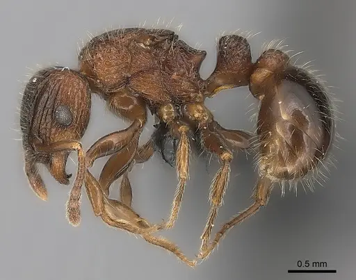 Tetramorium hobbit specimen