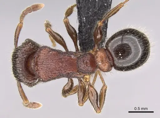 Tetramorium hobbit - CASENT0019207