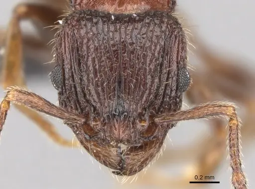 Tetramorium hobbit - CASENT0019207