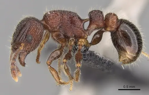 Tetramorium hobbit - CASENT0019207