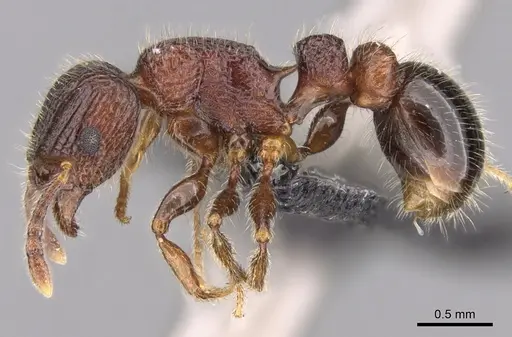 Tetramorium hobbit - CASENT0019207