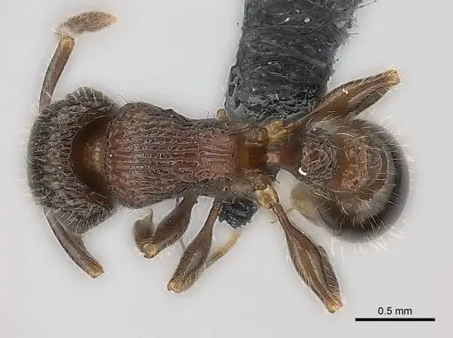 Tetramorium hobbit - CASENT0020993