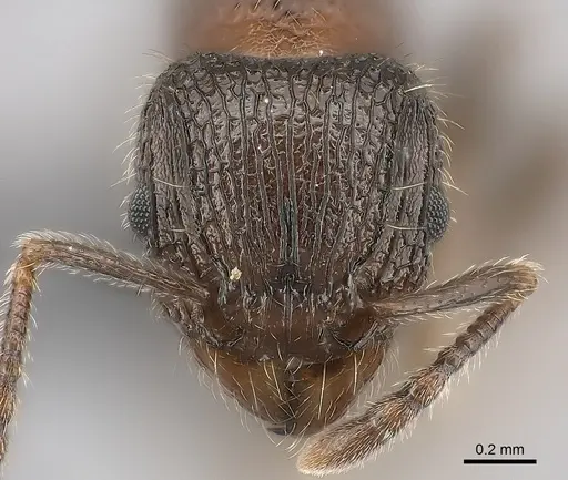 Tetramorium hobbit - CASENT0020993