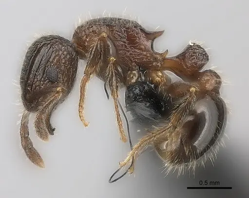 Tetramorium hobbit - CASENT0020993