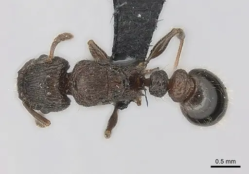 Tetramorium hobbit - CASENT0021012