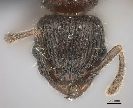 Tetramorium hobbit - CASENT0021012