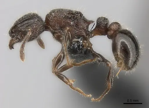 Tetramorium hobbit - CASENT0021012