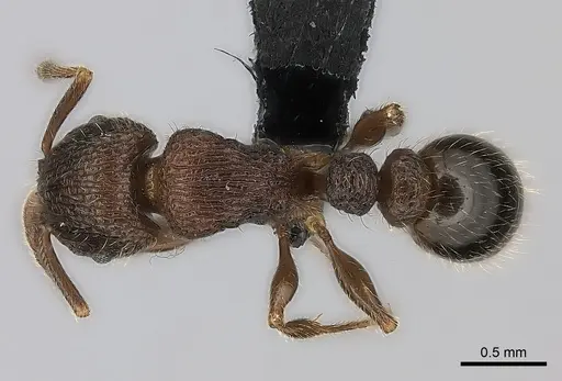 Tetramorium hobbit - CASENT0079245