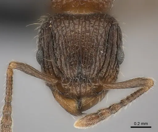 Tetramorium hobbit - CASENT0079245