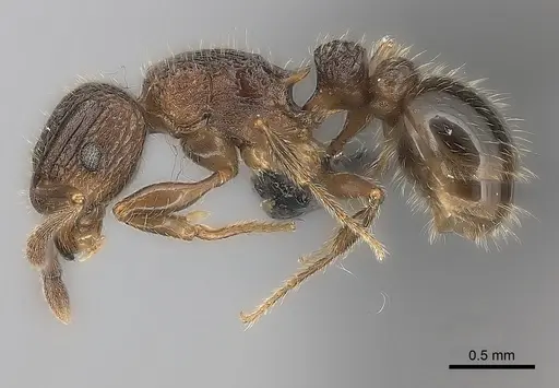 Tetramorium hobbit - CASENT0079245
