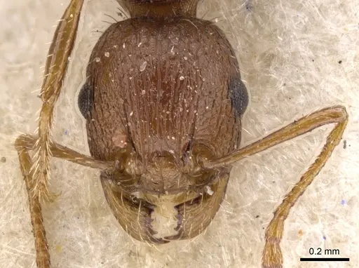 Tetramorium hortorum specimen