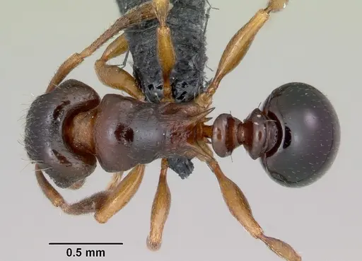 Tetramorium humbloti specimen