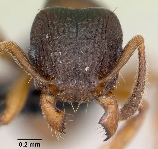 Tetramorium humbloti specimen