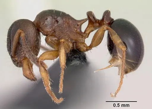 Tetramorium humbloti specimen