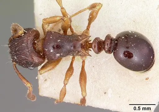 Tetramorium humbloti - CASENT0101295