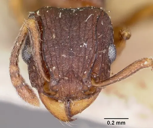 Tetramorium humbloti - CASENT0101295