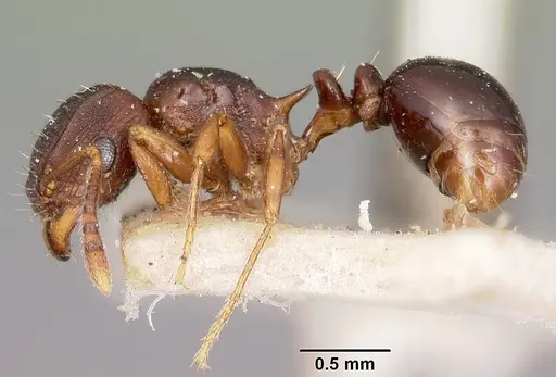 Tetramorium humbloti - CASENT0101295