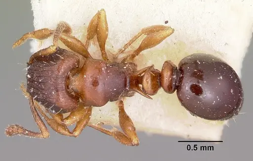 Tetramorium humbloti - CASENT0101296