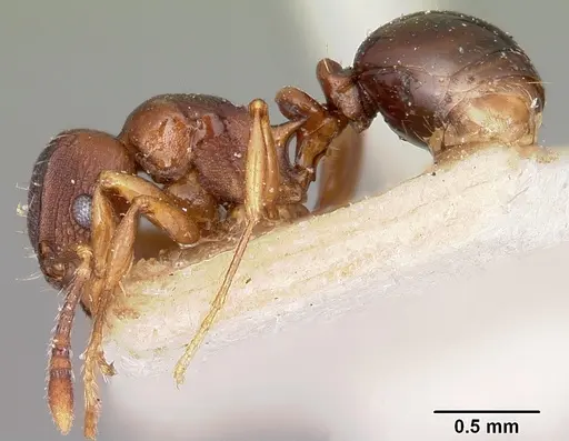 Tetramorium humbloti - CASENT0101296