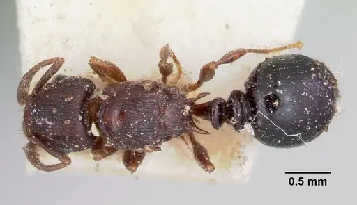 Tetramorium humbloti - CASENT0101737