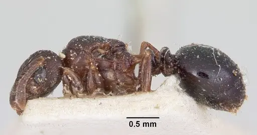 Tetramorium humbloti - CASENT0101737