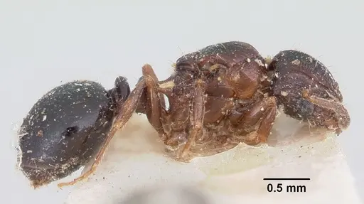 Tetramorium humbloti - CASENT0101737